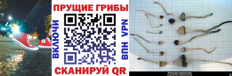 Псилоцибиновые грибы прущие грибы  Купить где  Мичуринск 